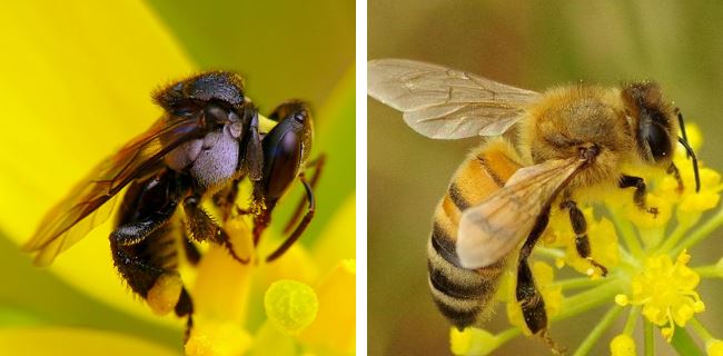 did you know that not all bees can sting you?