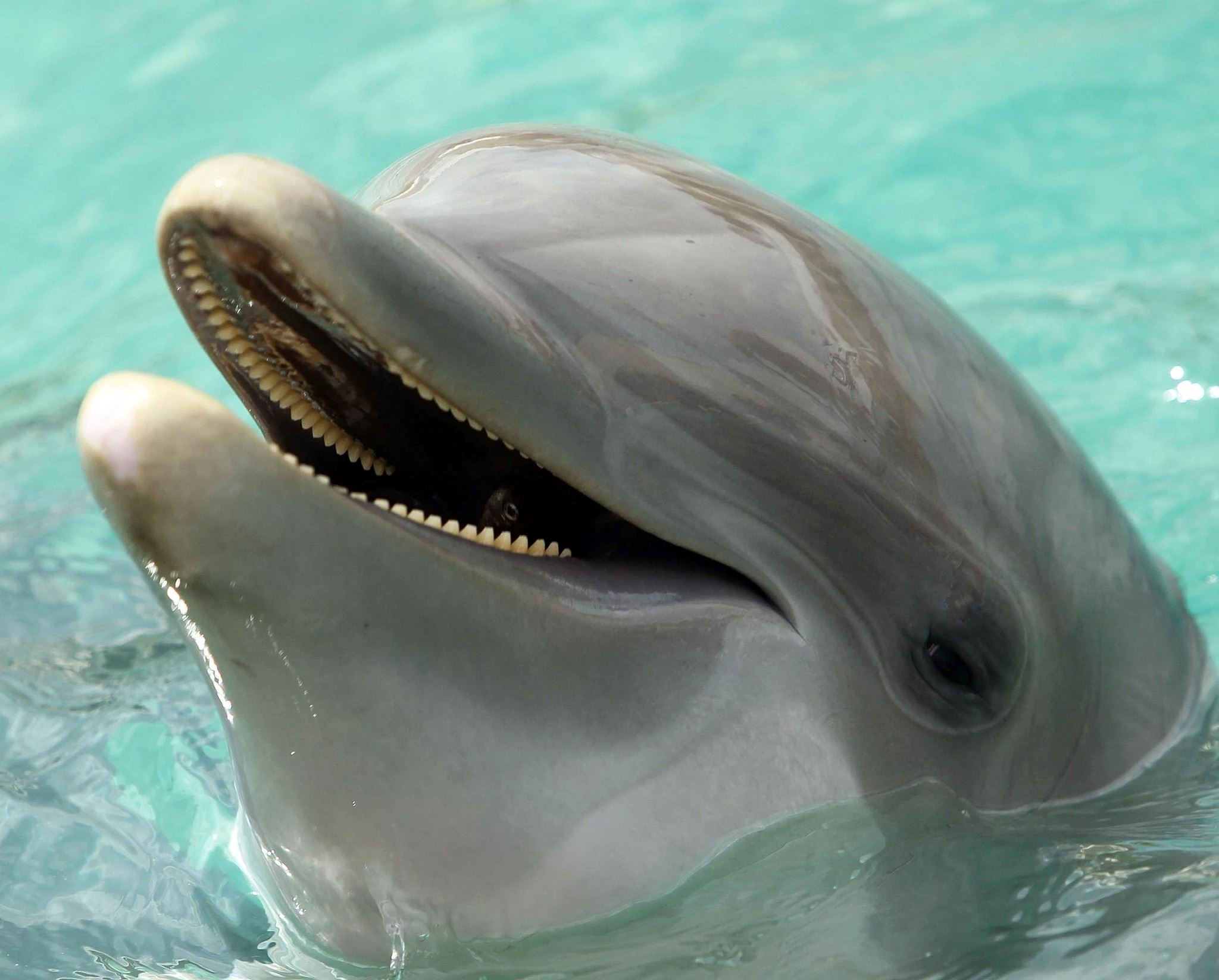 tahu tak dolphin sengaja gigit ikan buntal untuk kesan khayal?