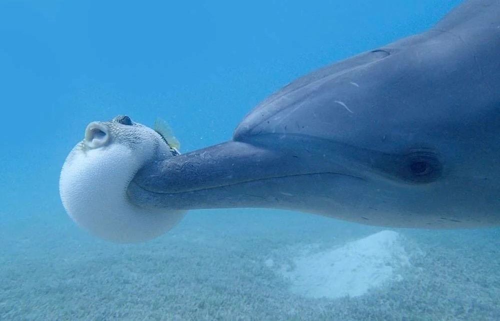 tahu tak dolphin sengaja gigit ikan buntal untuk kesan khayal?