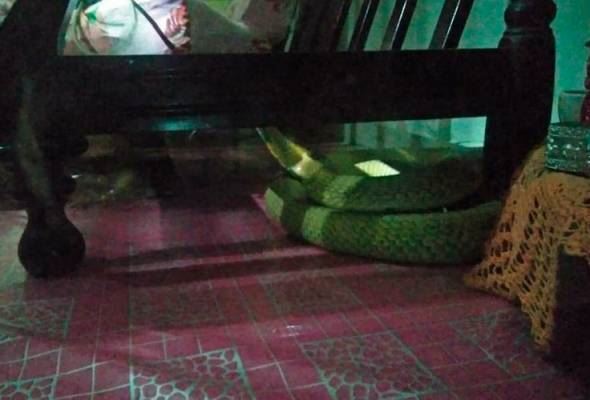 keluarga ini tidak sedar tengok tv sambil ditemani ular tedung selar