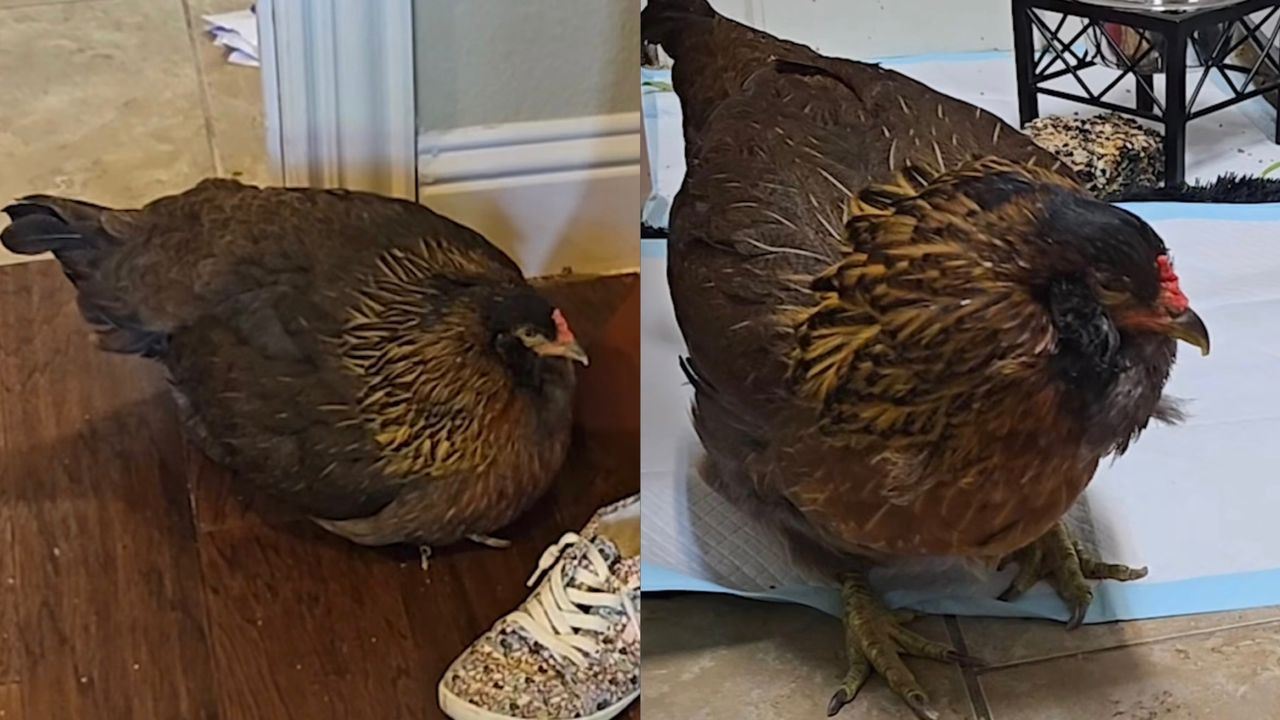 Pearl Dinobatkan Ayam Tertua di Dunia oleh Guinness World Records