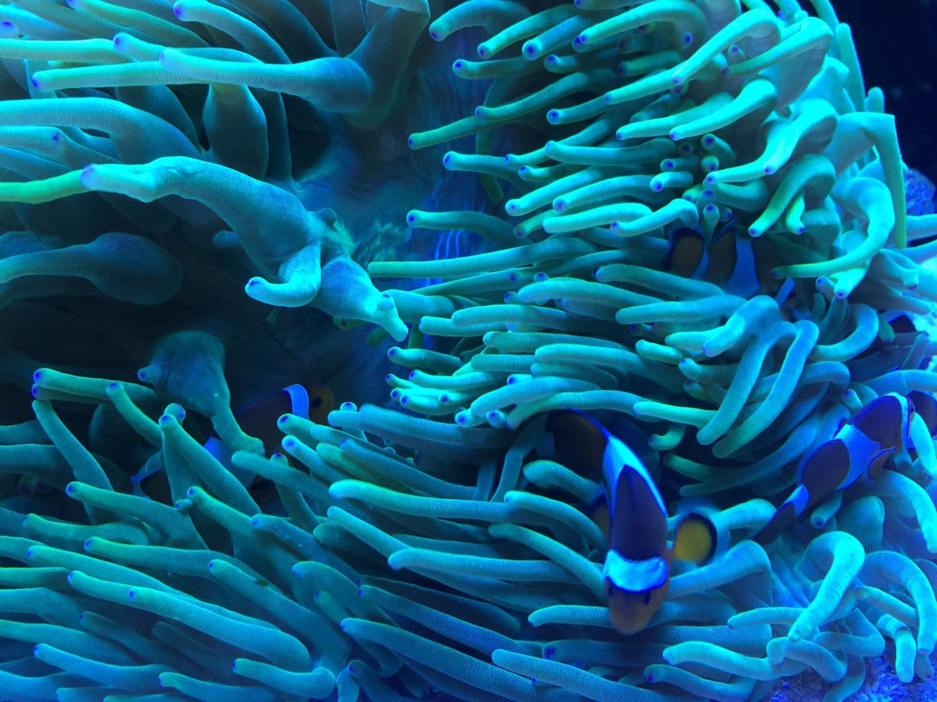 misteri laut biru!