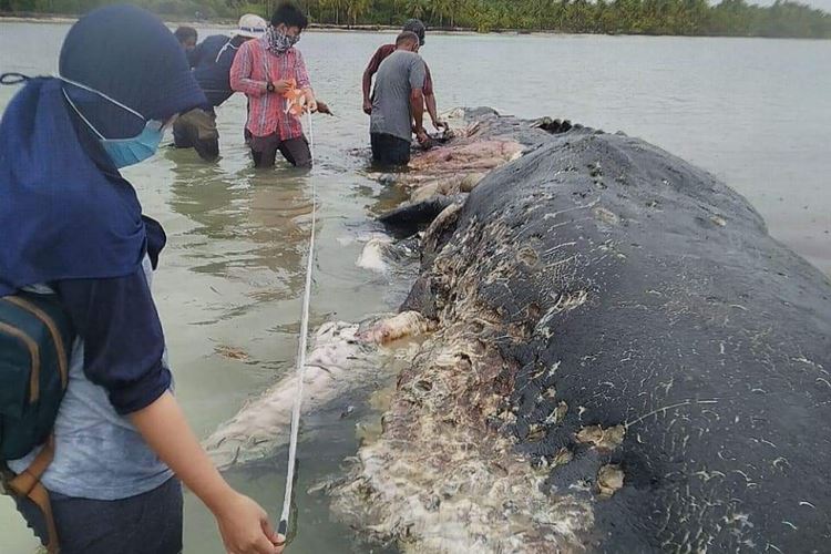 bangkai ikan paus menelan 5.9kg plastik ditemui kerana membusuk