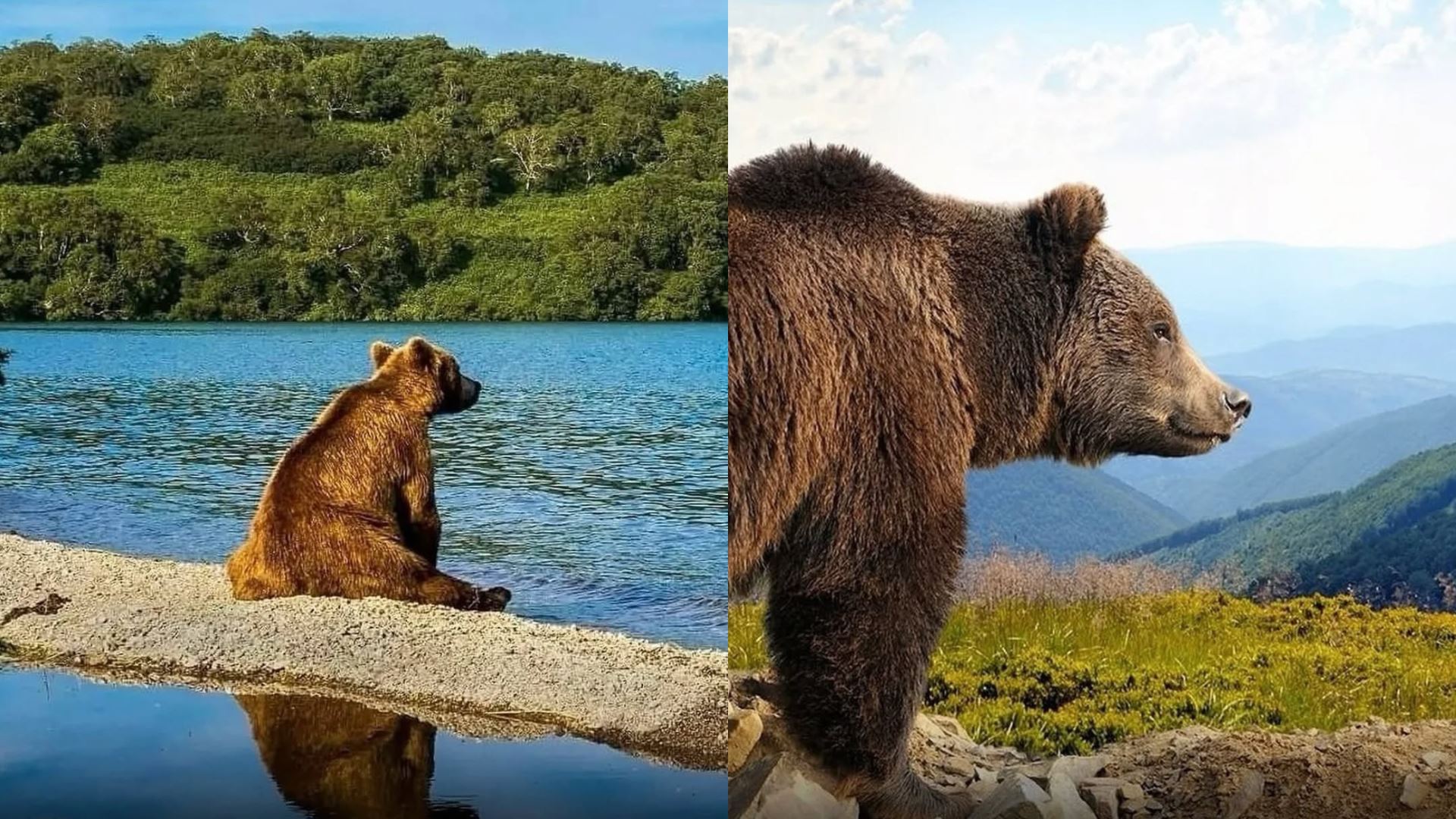 Beruang Seekor Haiwan yang Tenang? Suka ‘Healing’ Tengok Alam Sekitar?