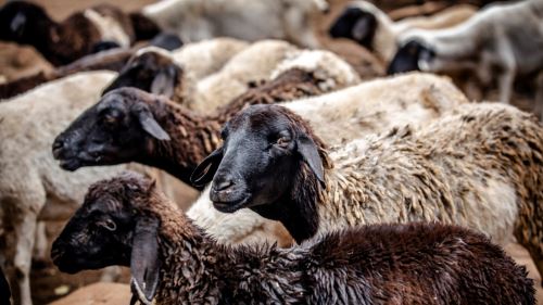 Malaysia Kekal Bebas PPR, DVS Sasar Pengiktirafan WOAH