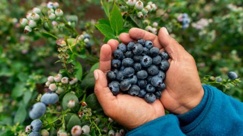 Hanya Makan Blueberry Setiap Hari, Otak Jadi 2.5 Tahun Lebih Muda!