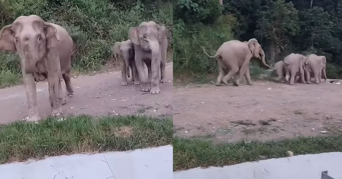 [Video] “Biasa Je Dia.. Kena Marah Baru Dengar!” – Sekeluarga Gajah Pulang ke Hutan Semula Selepas Kena ‘Sound’