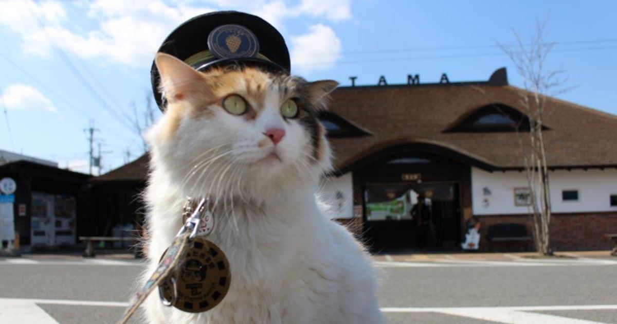 Ketua Stesen Kereta Api Paling Comel Di Dunia? Jawapannya Ada Di Jepun!