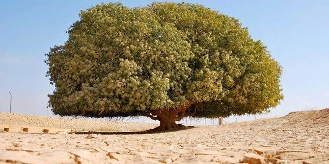pokok sahabi tiada kena mengena dengan kisah rasulluah