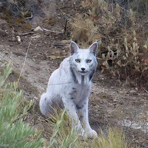 [VIDEO] Mitos Jadi Nyata, Lynx Putih Muncul dari Hutan Sepanyol!