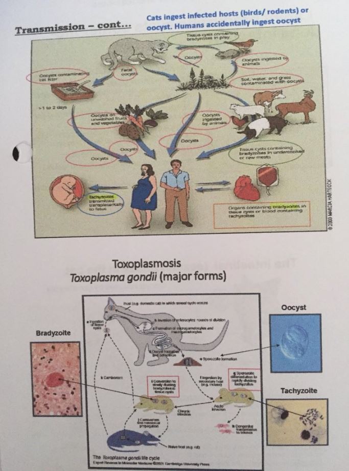 hati - hati! ibu mengandung tidak disarankan tidak menguruskan najis kucing