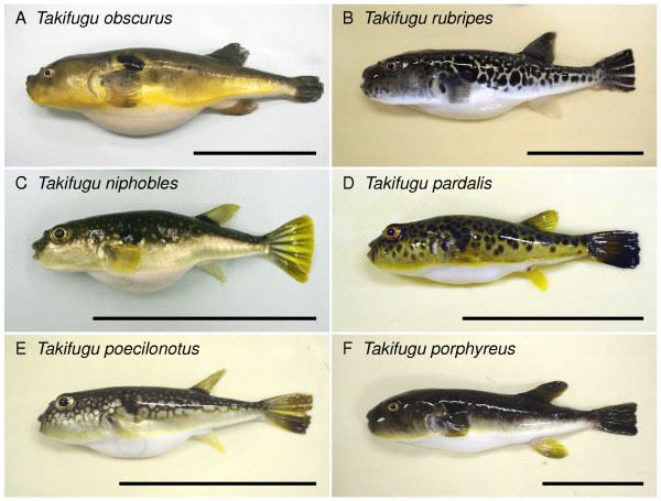 perayaan memasak ikan beracun