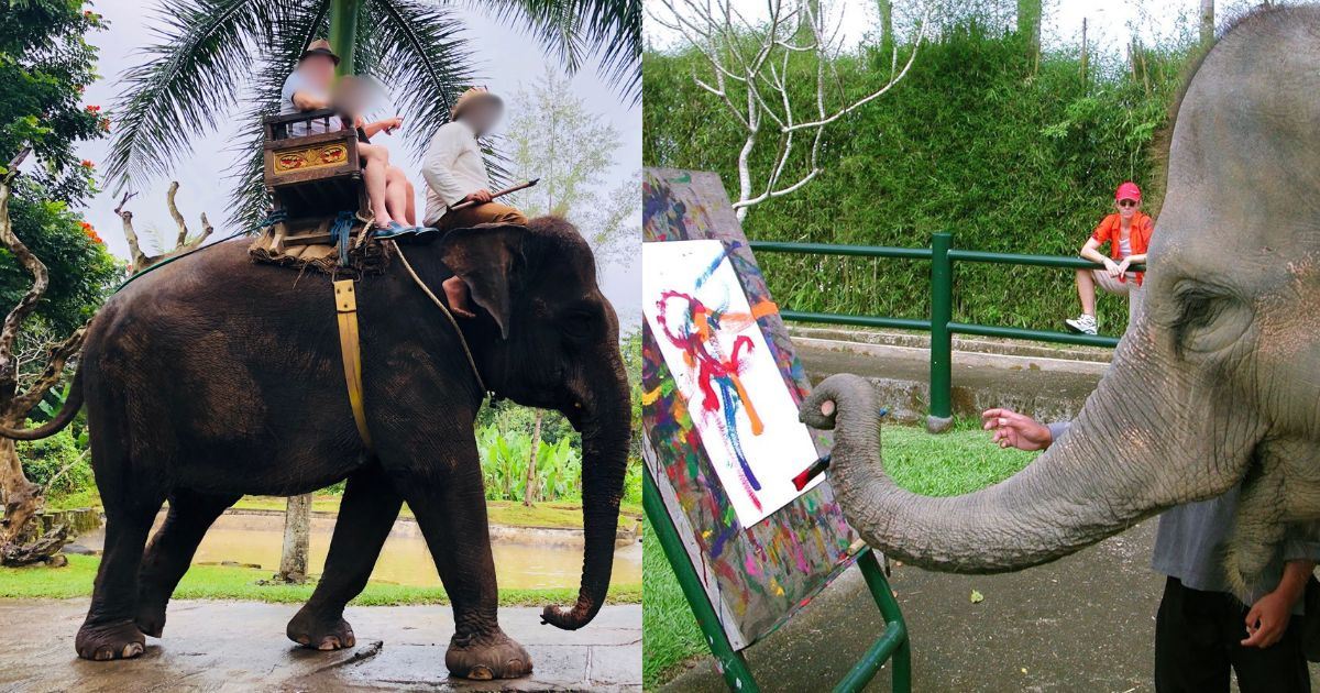 Indonesia Negara Pertama Asia Haramkan Tunggangan & Pertunjukan Kejam Melibatkan Gajah