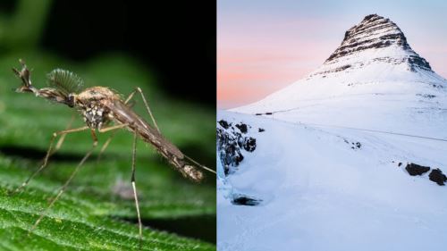 Buat Pertama Kali Dalam Sejarah, Nyamuk Ditemui di Iceland!