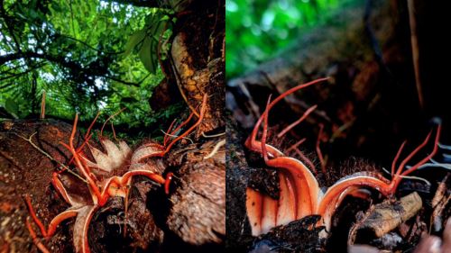 Nampak Macam Makhluk Asing, Rupanya Ini Salah Satu Tumbuhan Paling Pelik Atas Bumi!