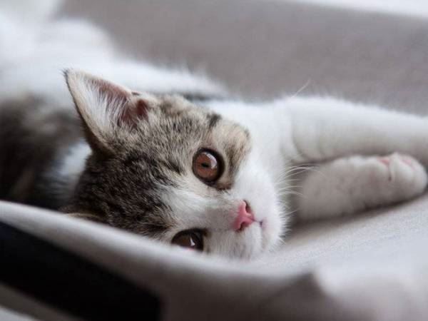 kucing peliharaan positif covid-19 kes pertama di uk