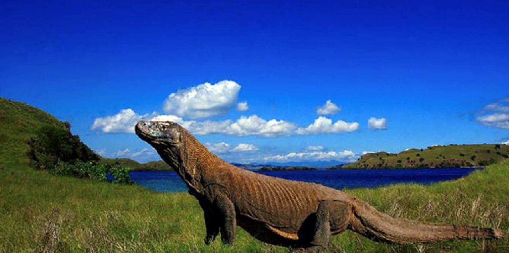 muzium khas untuk komodo dragon