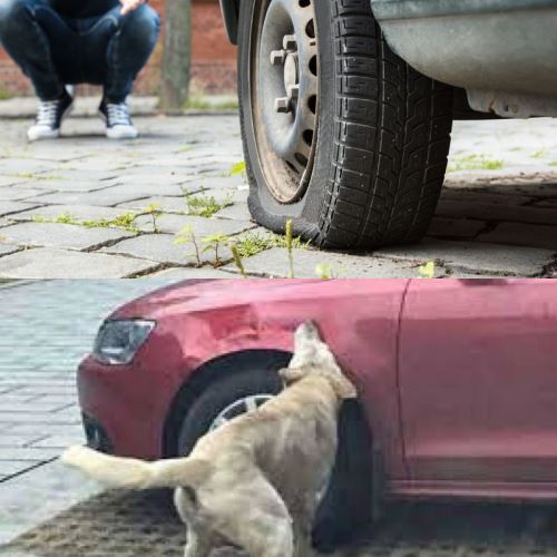 Misteri Tayar Kereta Pancit Akhirnya Terbongkar, Punca Dari Anjing Sakit Gigi