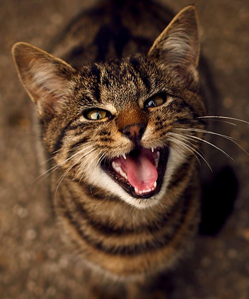 Ini Antara Sebab-Sebab Kenapa Kucing Kita Mengiau Tanpa Henti