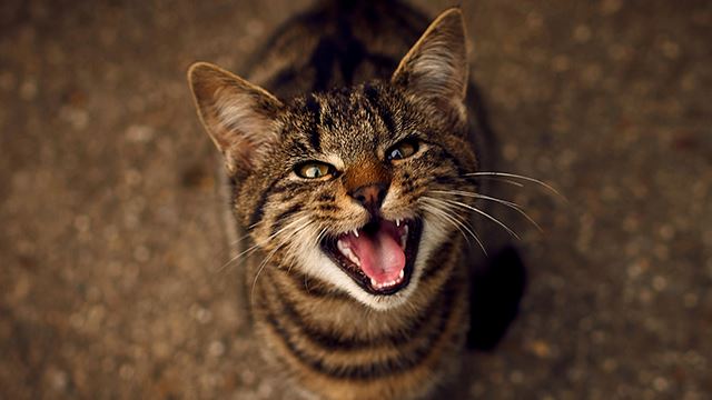 Ini Antara Sebab-Sebab Kenapa Kucing Kita Mengiau Tanpa Henti