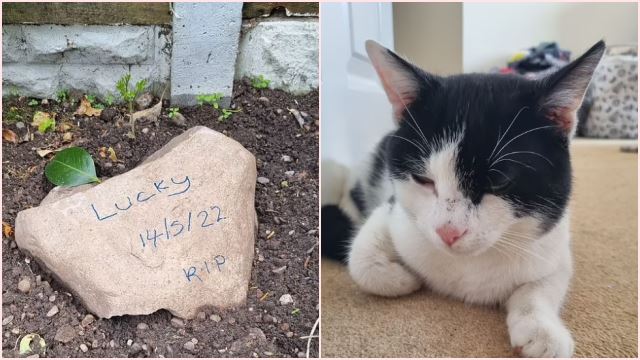 Suami Isteri Terkejut Kucing Sebenar Masih Hidup Lepas Tanam Bangkai