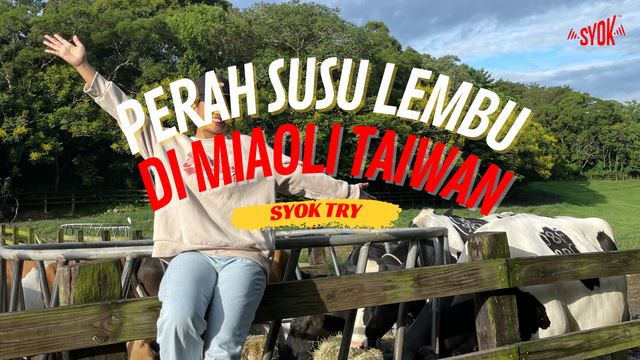 SYOK TRY: Perah Susu Lembu Di Miaoli Taiwan