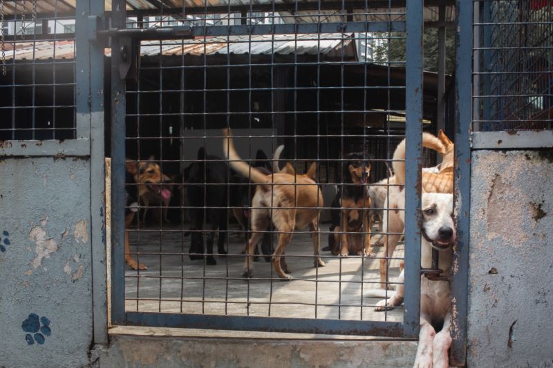 stop buying, start adopting!