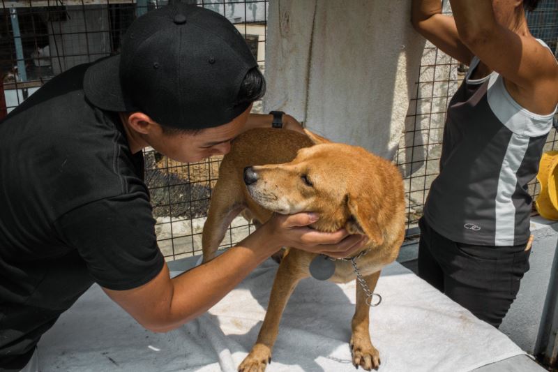 stop buying, start adopting!