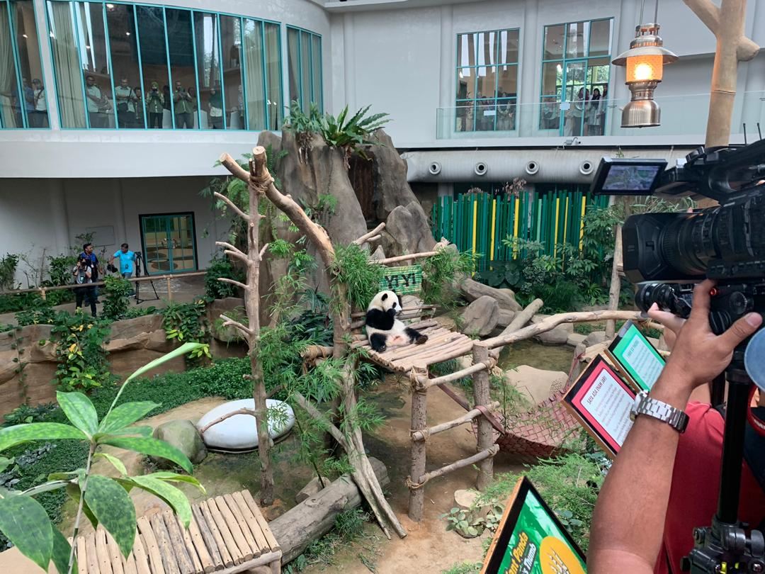 meet yi yi, our second giant panda cub at zoo negara