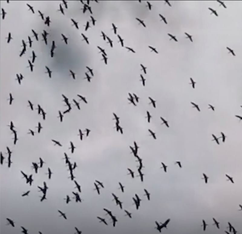 halo perhilitan, ada eagles! 