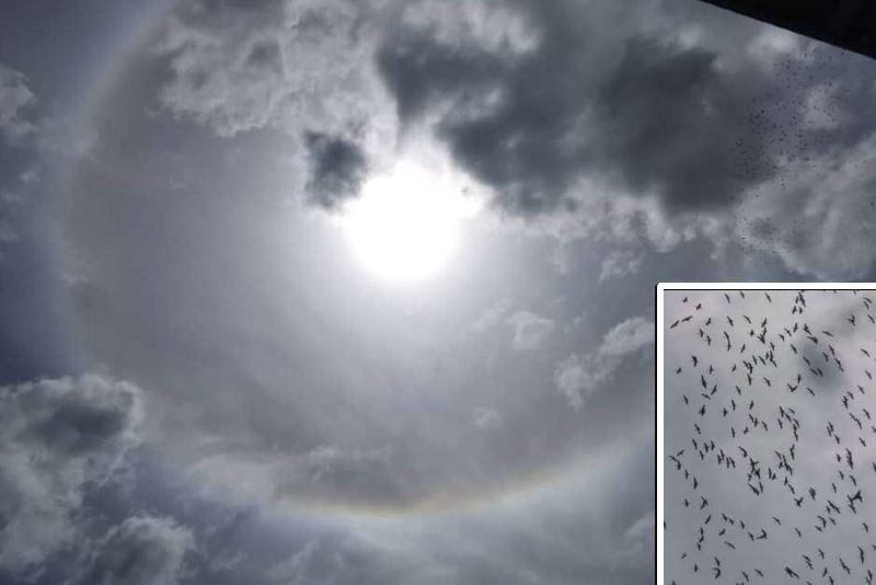 halo perhilitan, ada eagles! 