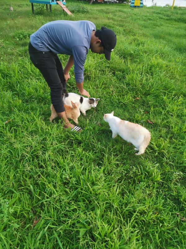 we aren’t kitten, this cat island actually exists!