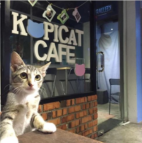4 pet cafes in kl that will surely 