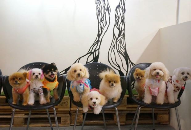 4 pet cafes in kl that will surely 
