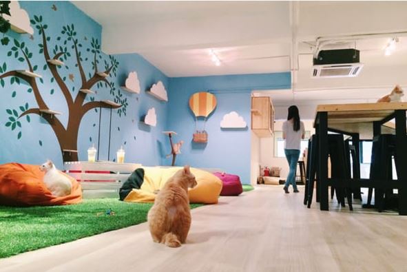 4 pet cafes in kl that will surely 