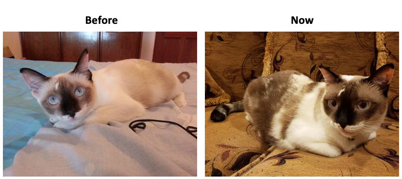 4 pet cafes in kl that will surely 