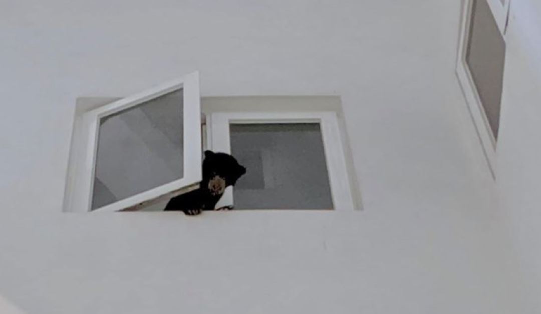 all you need to know about the “sun bear trapped in a condo” incident