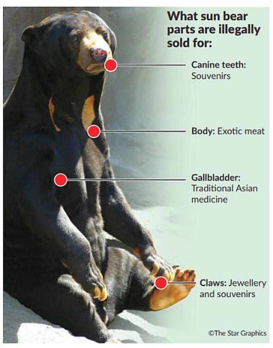 all you need to know about the “sun bear trapped in a condo” incident