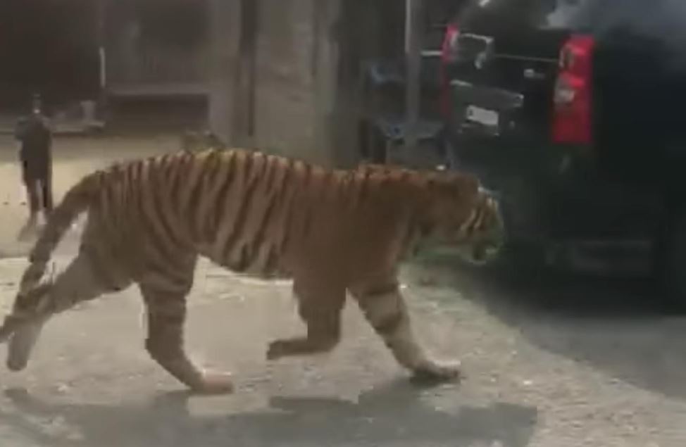 two tigers were seen wandering around a kampung in terengganu