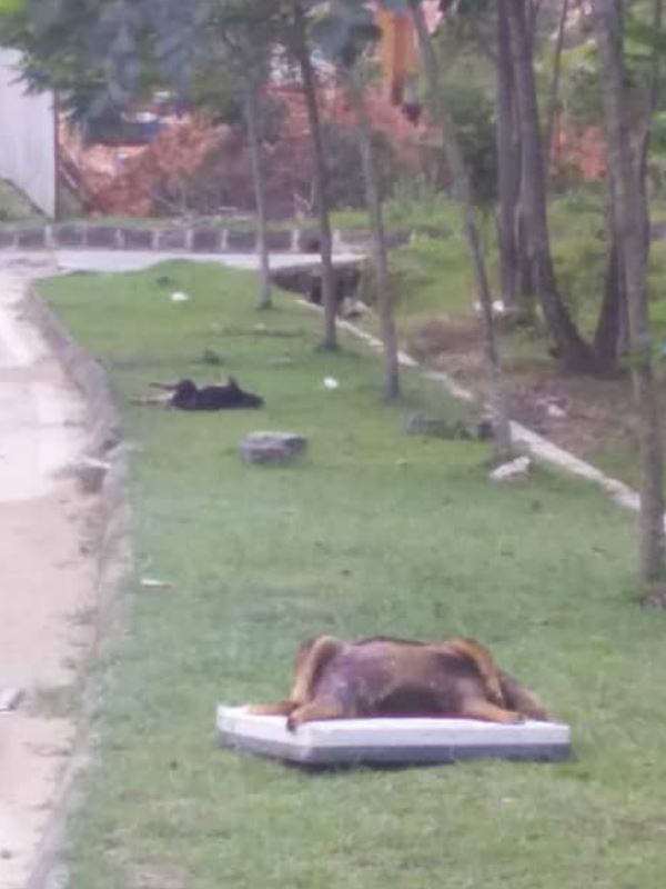 stop the abuse against stray dogs