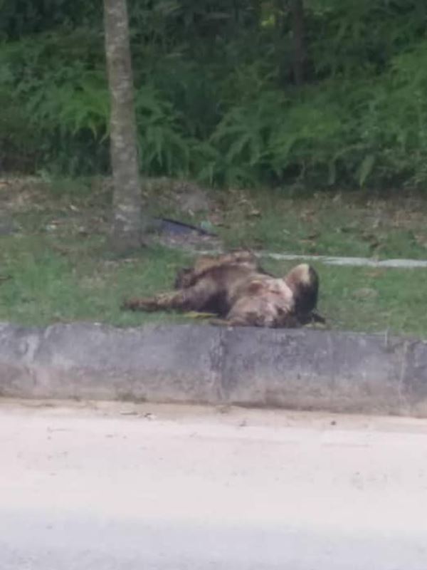 stop the abuse against stray dogs