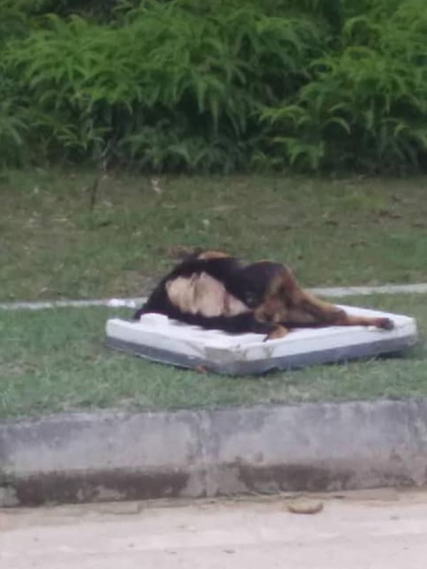 stop the abuse against stray dogs