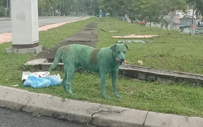 stop the abuse against stray dogs