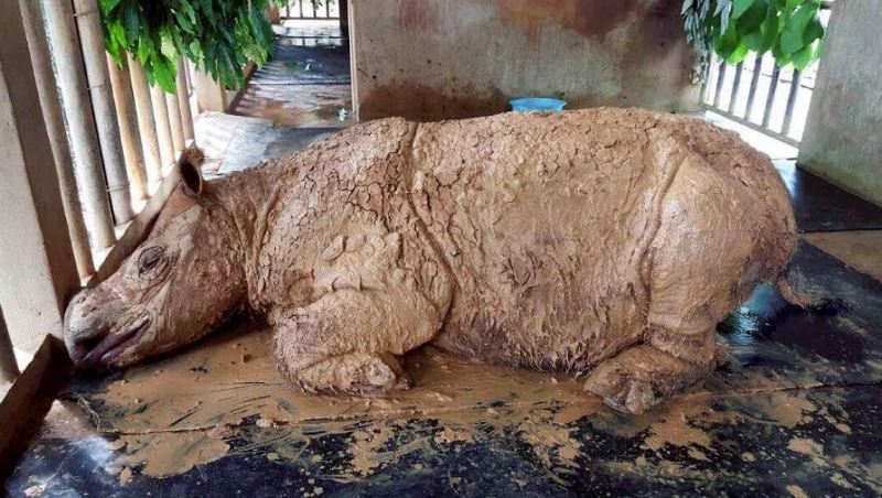 bidding farewell to iman, the last sumatran rhino