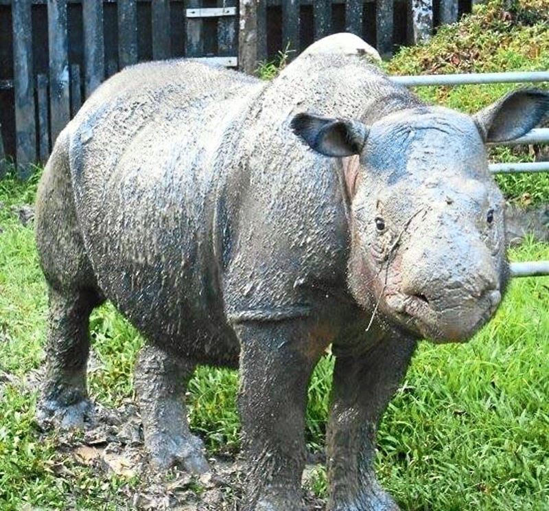 bidding farewell to iman, the last sumatran rhino