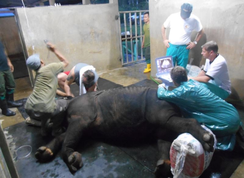 bidding farewell to iman, the last sumatran rhino