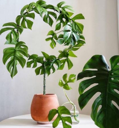 4 easy ways to turn your space into a mini-forest paradise if you