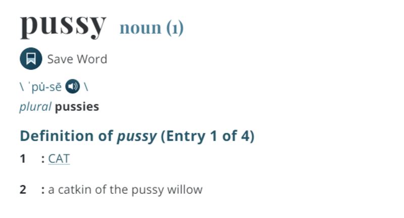 meet pantart, the hiccuping cat! 