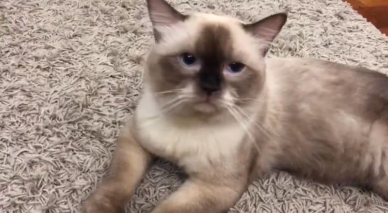 meet pantart, the hiccuping cat! 