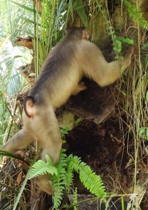 macques; the surprise solution to rat problems!